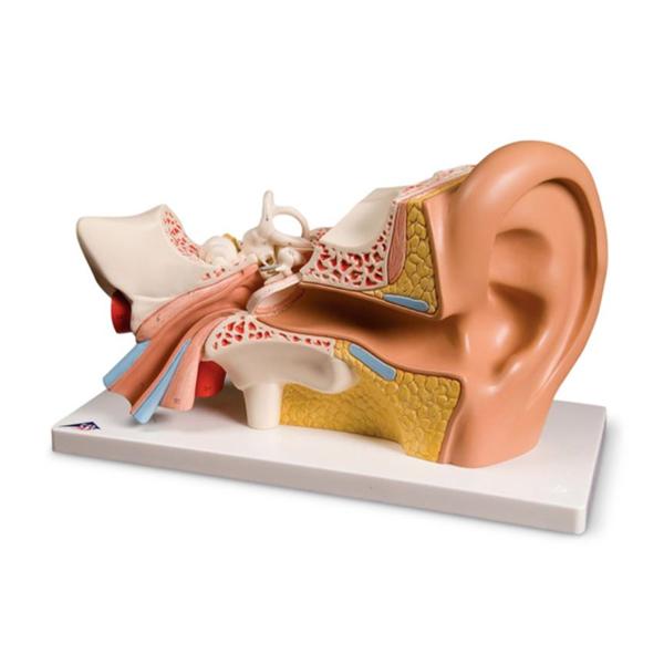 Human Ear Model Anatomical Ea